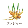 ジンジャー