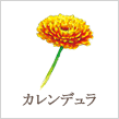 カレンデュラ