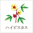 ハイビスカス