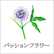パッションフラワー