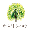 ホワイトウィロウ