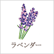 ラベンダー