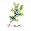 ジュニパー