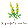 スイートクローバー