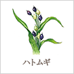 ハトムギ