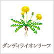 ダンディライオンリーフ
