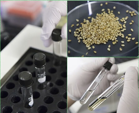 研究部門の仕事